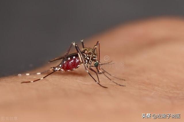 叮过艾滋病人的蚊子再去叮人，会传染艾滋病吗？