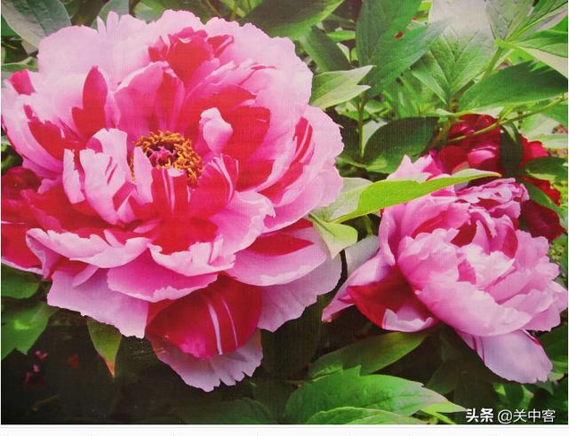 “唯有牡丹真国色，花开时节动京城”，这句诗究竟是描写长安还是洛阳的牡丹？